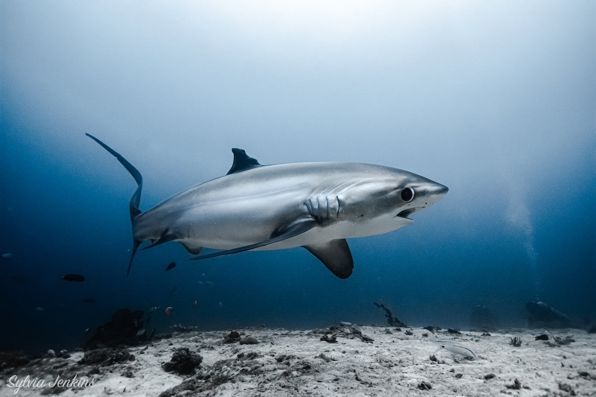 Buy now! Two Fun Dives with Malapascua's Famous Thresher Sharks