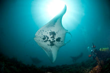 Load image into Gallery viewer, Donsol Whale Sharks, Dive Ticao, 4N, dive with whale sharks and mantas and more!