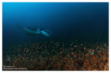 Load image into Gallery viewer, Donsol Whale Sharks, 3-Day Spree, 2N snorkelling and diving package