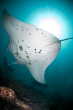 Load image into Gallery viewer, Donsol Whale Sharks, Ultimate Adventure, 4N, snorkel and dive with whale sharks + trek