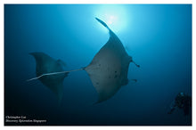 Load image into Gallery viewer, Donsol Whale Sharks, Dive Ticao, 4N, dive with whale sharks and mantas and more!