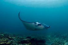 Load image into Gallery viewer, Donsol Whale Sharks, Dive Ticao, 4N, dive with whale sharks and mantas and more!