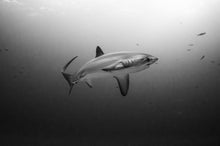 Load image into Gallery viewer, Donsol Whale Sharks, Big Fish Tour, 9N, including Malapascua!