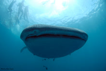 Load image into Gallery viewer, Donsol Whale Sharks, 3-Day Spree, 2N snorkelling and diving package