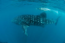 Load image into Gallery viewer, Donsol Whale Sharks, Lights and Sights, 2N snorkelling package