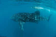 Load image into Gallery viewer, Donsol Whale Sharks, 3-Day Spree, 2N snorkelling and diving package