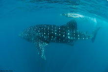 Load image into Gallery viewer, Donsol Whale Sharks, Air and Sea, 2N snorkelling and trekking package
