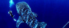 Load image into Gallery viewer, Donsol Whale Sharks, Lights and Sights, 2N snorkelling package