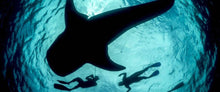 Load image into Gallery viewer, Donsol Whale Sharks, Lights and Sights, 2N snorkelling package