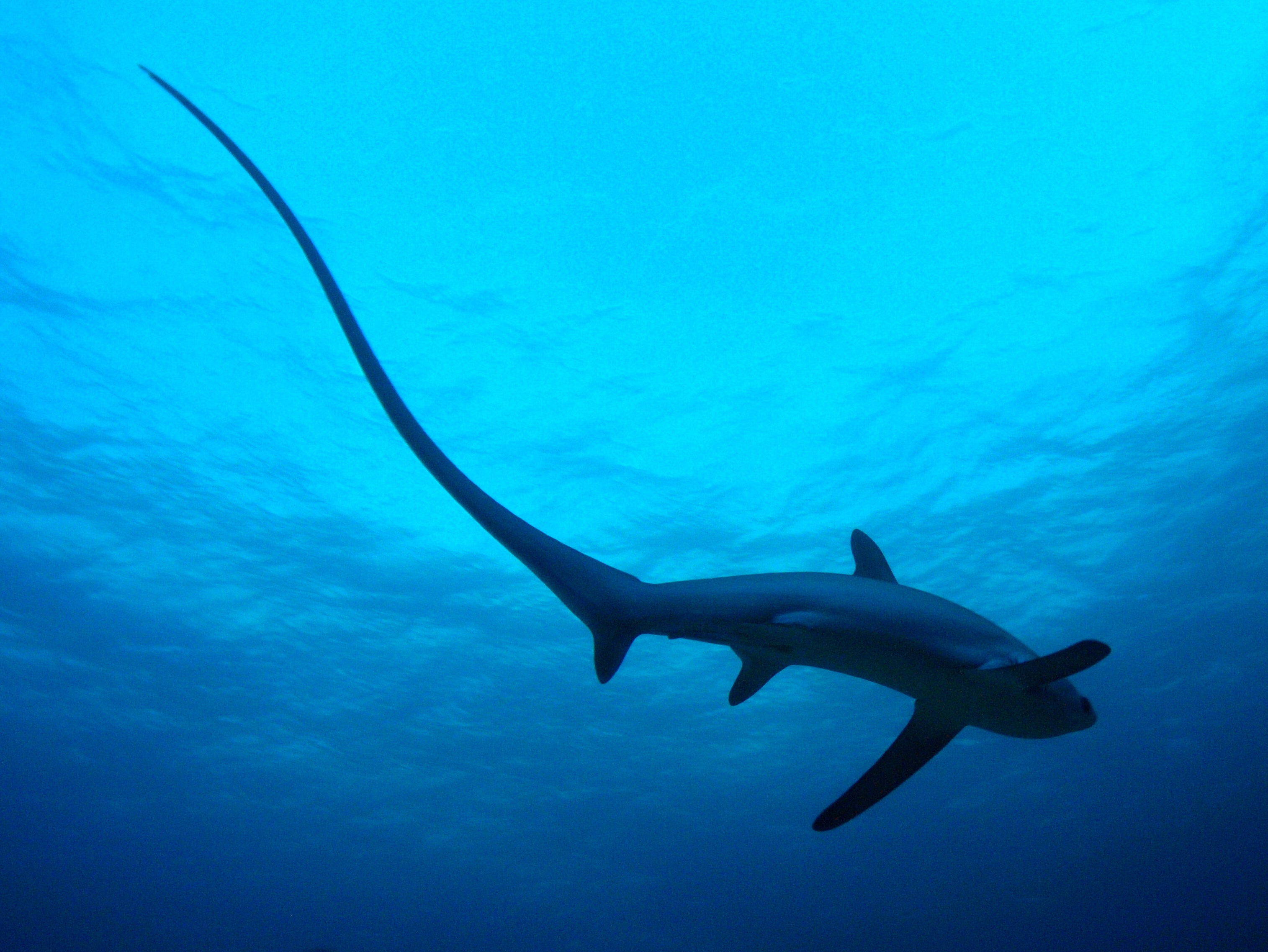 Thresher Shark Divers Malapascua Island
