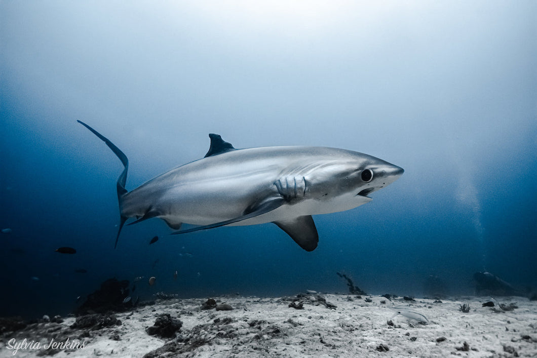 2 Instructor-Led Dives with Malapascua's Thresher Sharks for Open Water Divers