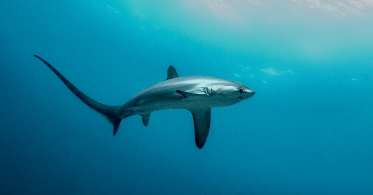 Thresher shark, Malapascua