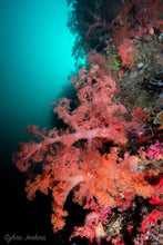 Load image into Gallery viewer, 4 night, 10 dive package for Malapascua, Tepanee Resort