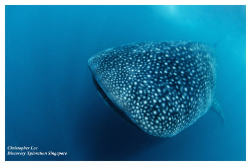 Donsol Whale Sharks, Air and Sea, 2N snorkelling and trekking package