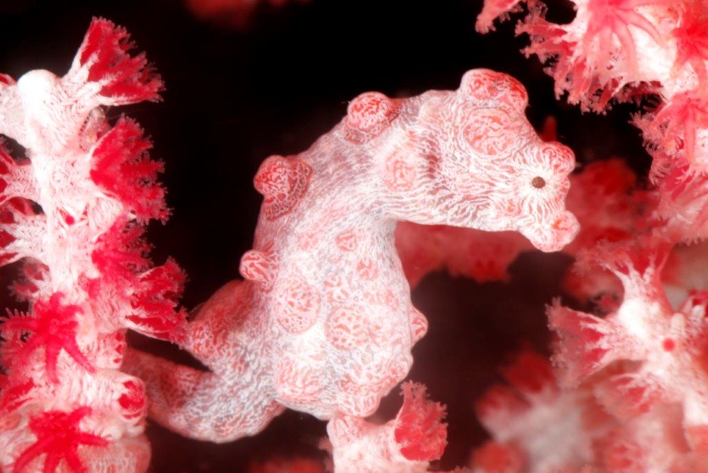 One Fun Dive around Malapascua