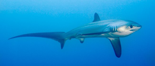 Malapascua dive deposit- thresher sharks