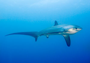 Deep Adventure dive with Malapascua's Thresher Sharks