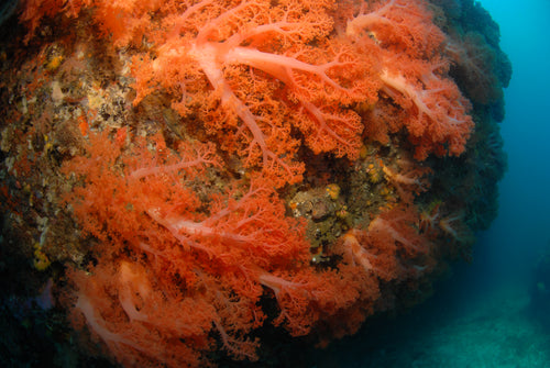 Book dives on Malapascua Island, Philippines