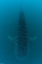 Load image into Gallery viewer, Donsol Whale Sharks, Ultimate Adventure, 4N, snorkel and dive with whale sharks + trek