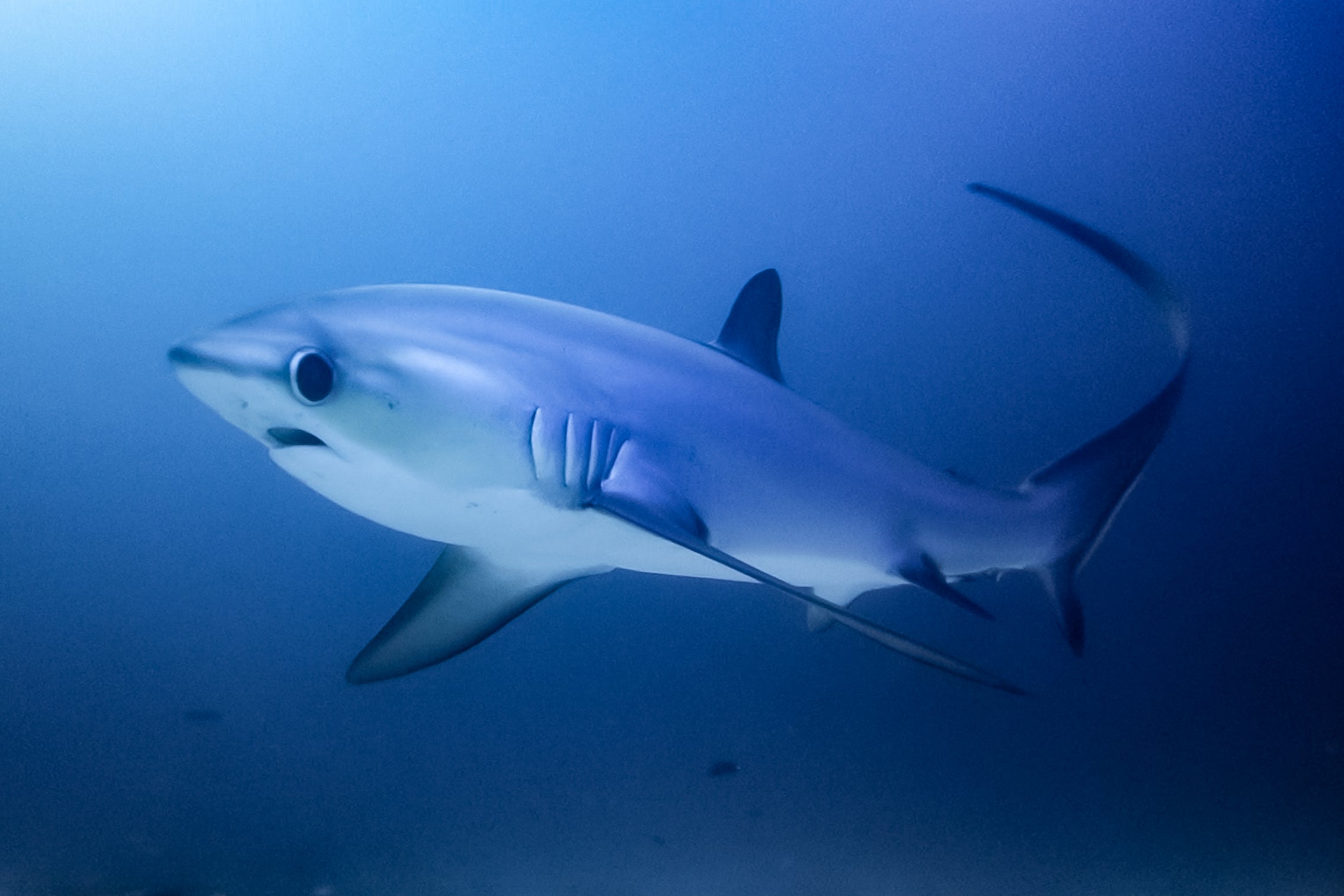 Book dives with thresher sharks on Malapascua Island, Philippines