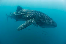 Load image into Gallery viewer, Donsol Whale Sharks, Dive Ticao, 4N, dive with whale sharks and mantas and more!