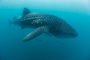 Donsol Whale Sharks, Dive Ticao, 4N, dive with whale sharks and mantas and more!