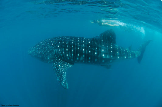 Donsol Whale Sharks, Lights and Sights, 2N snorkelling package