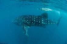 Load image into Gallery viewer, Donsol Whale Sharks, Big Fish Tour, 9N, including Malapascua!