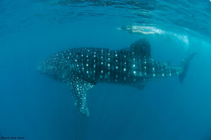 Donsol Whale Sharks, Big Fish Tour, 9N, including Malapascua!