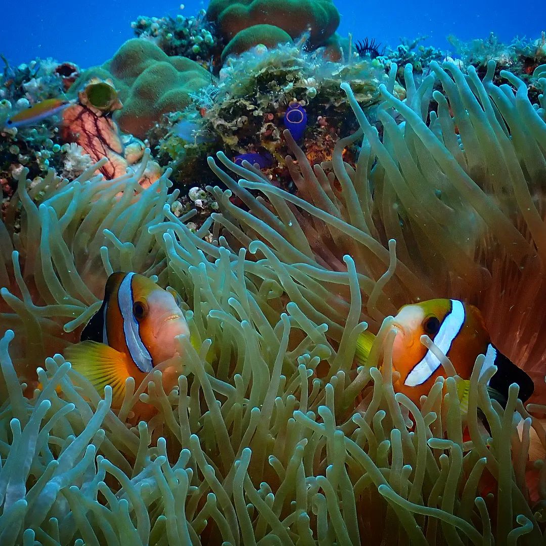 PADI Advanced Open Water Course - Complete Package (Resort + 2 Gato Fun Dives + Free Refresher)